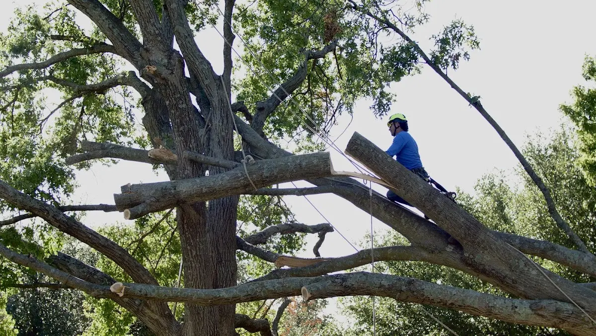 Professional Crown Thinning performed by certified arborists in Miramonte